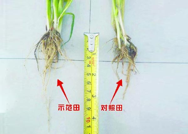 沃豐生物有機肥小麥種肥同穴示范田