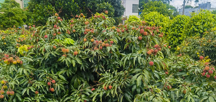 內(nèi)蒙古河套沃豐生物有機(jī)肥在海南省荔枝種植效果顯著