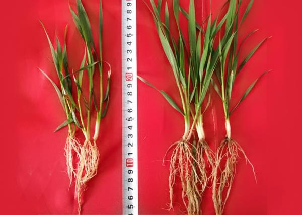 11 沃豐生物有機(jī)肥小麥?zhǔn)痉短锉瘸Ｒ?guī)肥小麥分孽數(shù)多，根系長，株高高2cm.jpg